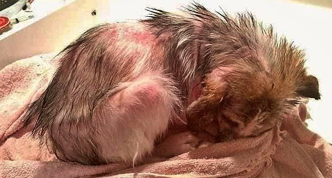 Stichting Dierennood Hulpproject 133 hero shot