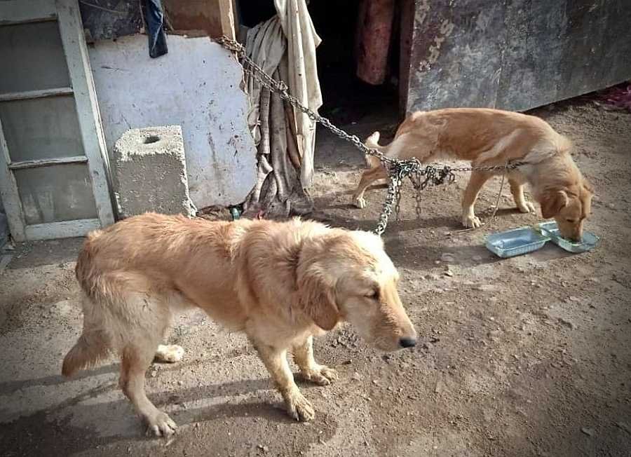 2 dogs on a chain