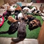 Cats eating in room