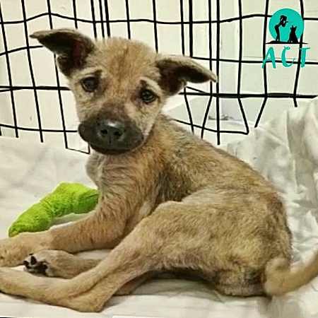 Hond 1 verslag hp 173