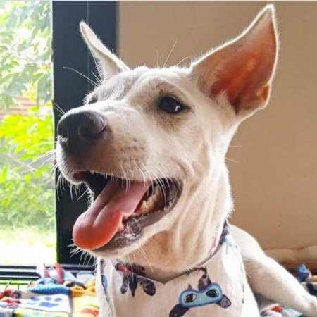 Hond 2 verslag hp 173