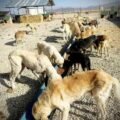 Aid Project 189 – Helping strays in Turkey