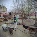 Aid protject 191 – Carmena redde 1.000 honden
