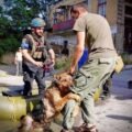 Aid project 192 – Ukranian animal shelter has big problems