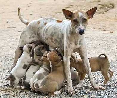 Moederhond met drinkende pups