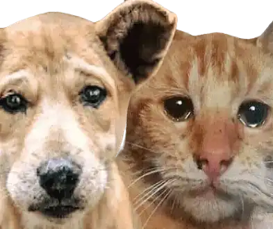 Huilende hond en poes