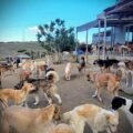 1.000 Honden, katten en ezels… Aid project 193