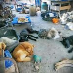 Klein Project 133 – 2 weken tussen leven en dood