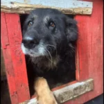 HP 197 Help zwerfhonden in Roemenië – Stop dierenleed.